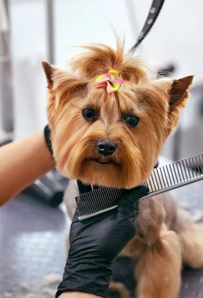 Norwood 2024 dog spa